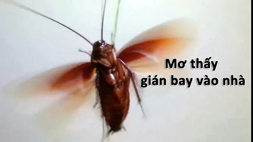 Điềm báo giấc mơ thấy gián bay vào nhà là gì? Đánh con gì? Tìm hiểu ý nghĩa của giấc mơ thấy gián bay vào nhà đêm hôm qua